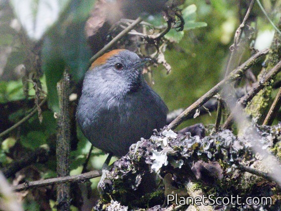 Apurimac Spinetail (Synallaxis courseni)