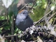 Apurimac Spinetail (Synallaxis courseni)