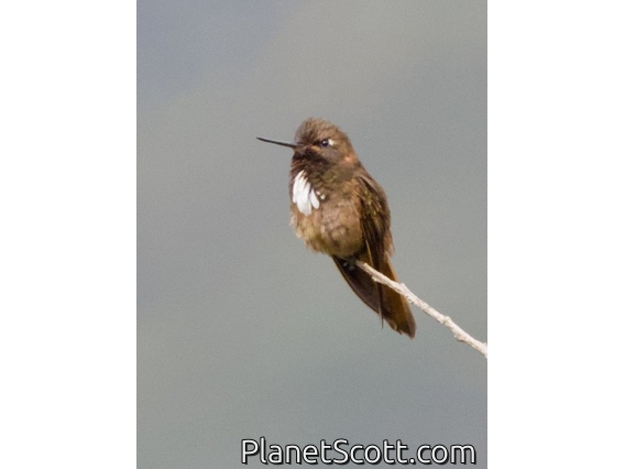 White-tufted Sunbeam (Aglaeactis castelnaudii)