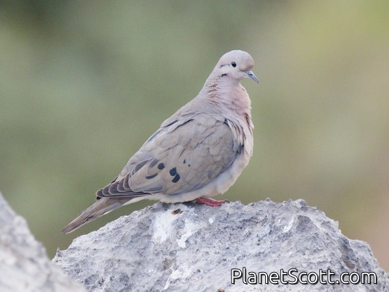 Eared Dove (Zenaida auriculata)