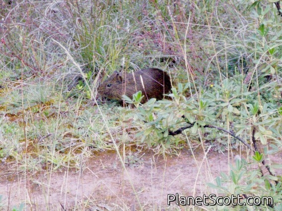 Montane Guinea Pig (Cavia tschudii)