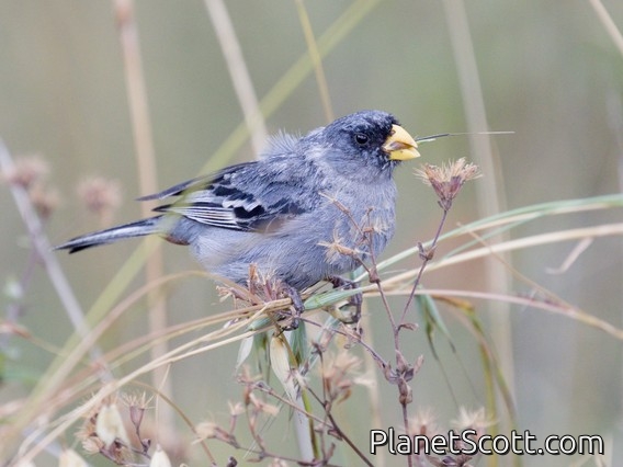 Band-tailed Seedeater (Catamenia analis)
