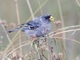 Band-tailed Seedeater (Catamenia analis)