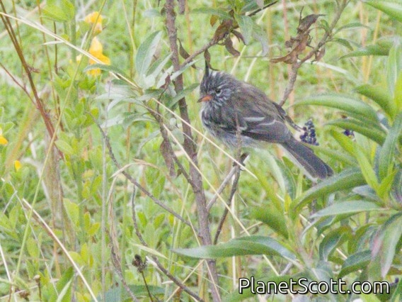 Yellow-billed Tit-Tyrant (Anairetes flavirostris)