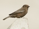 Vermilion Flycatcher (Pyrocephalus rubinus)