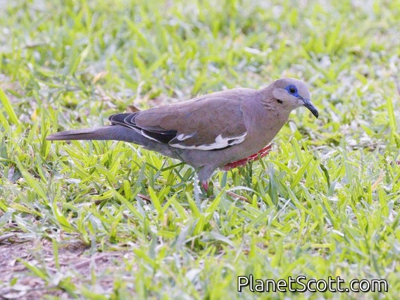 West Peruvian Dove (Zenaida meloda)