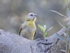 Saffron Finch (Sicalis flaveola)