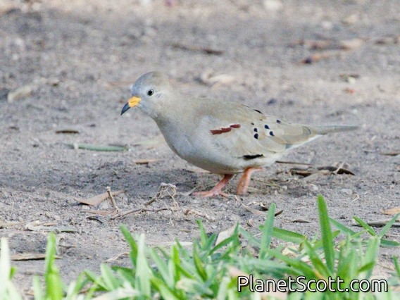 Croaking Ground Dove (Columbina cruziana)