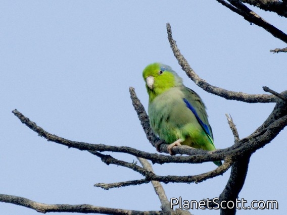 Pacific Parrotlet (Forpus coelestis)