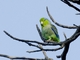 Pacific Parrotlet (Forpus coelestis)