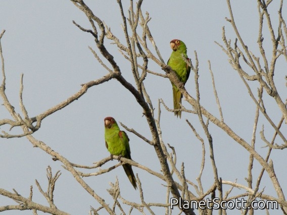 Red-masked Parakeet (Psittacara erythrogenys)