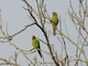 Red-masked Parakeet (Psittacara erythrogenys)