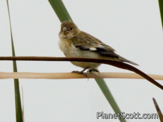 Chestnut-throated Seedeater (Sporophila telasco)