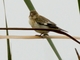 Chestnut-throated Seedeater (Sporophila telasco)