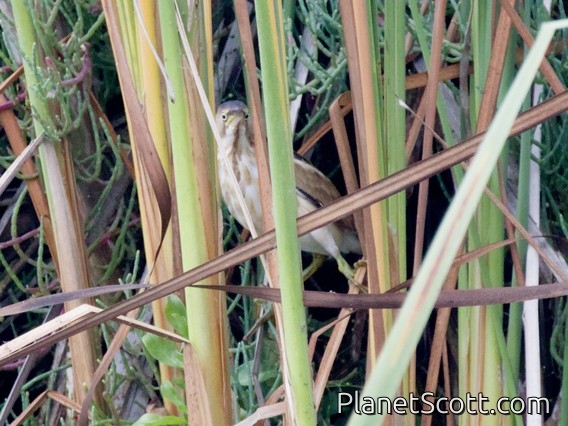 Least Bittern (Botaurus exilis)