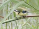 Many-colored Rush Tyrant (Tachuris rubrigastra)