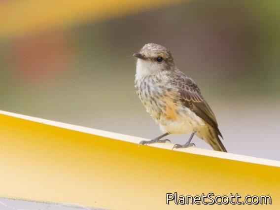 Vermilion Flycatcher (Pyrocephalus rubinus) - Juvenile