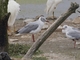Gray-hooded Gull (Chroicocephalus cirrocephalus)