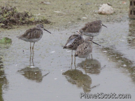 Stilt Sandpiper (Calidris himantopus)