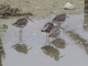 Stilt Sandpiper (Calidris himantopus)