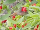 Image from 2026-05-14