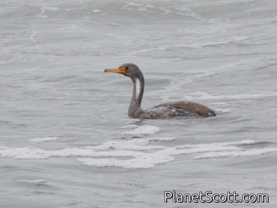 Red-legged Cormorant (Poikilocarbo gaimardi)