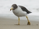 Belcher's Gull (Larus belcheri)
