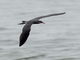 Inca Tern (Larosterna inca)