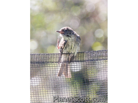 Eastern Wood-Pewee (Contopus virens)