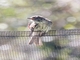 Eastern Wood-Pewee (Contopus virens)
