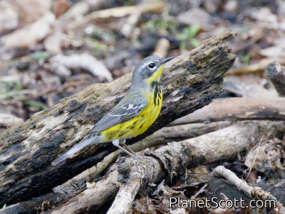 Magnolia Warbler (Setophaga magnolia)