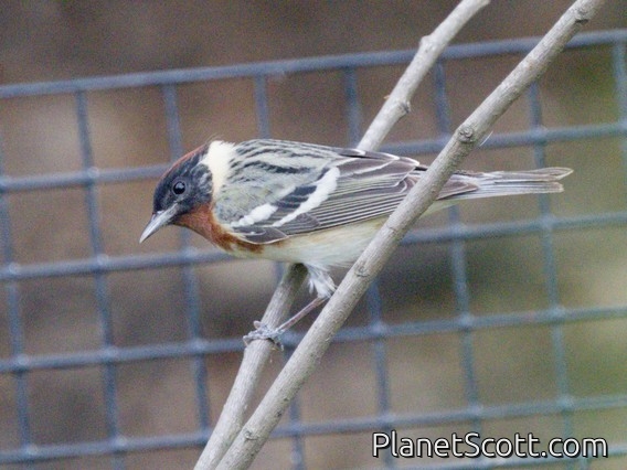 Bay-breasted Warbler (Setophaga castanea)