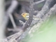 Cape May Warbler (Setophaga tigrina)