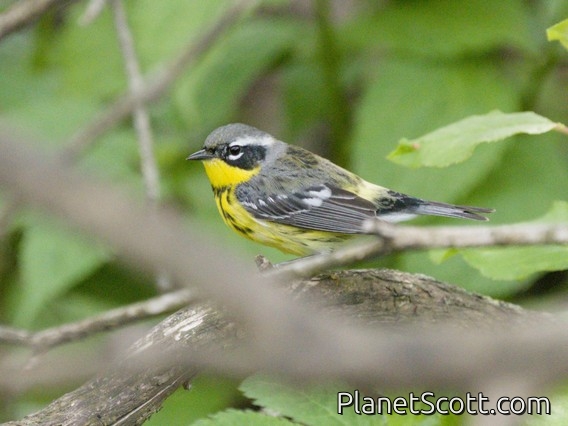 Magnolia Warbler (Setophaga magnolia)