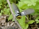 Magnolia Warbler (Setophaga magnolia)