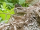 Lincoln's Sparrow (Melospiza lincolnii)