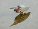 Green Heron (Butorides virescens)