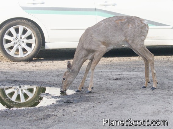 White-tailed Deer (Odocoileus virginianus)