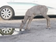 White-tailed Deer (Odocoileus virginianus)
