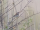 Field Sparrow (Spizella pusilla)