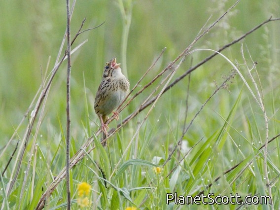 Henslow's Sparrow (Centronyx henslowii)