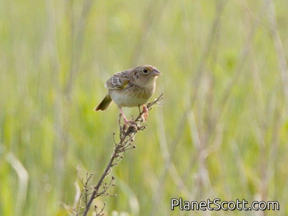 Grasshopper Sparrow (Ammodramus savannarum)