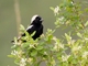 Bobolink (Dolichonyx oryzivorus)