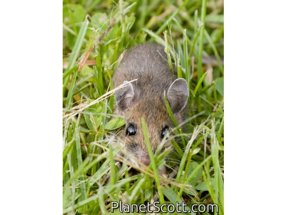 White-footed Mouse (Peromyscus leucopus)