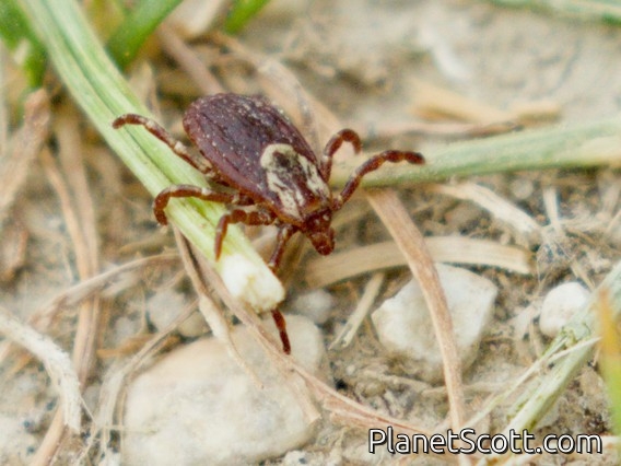 American Dog Tick (Dermacentor variabilis)