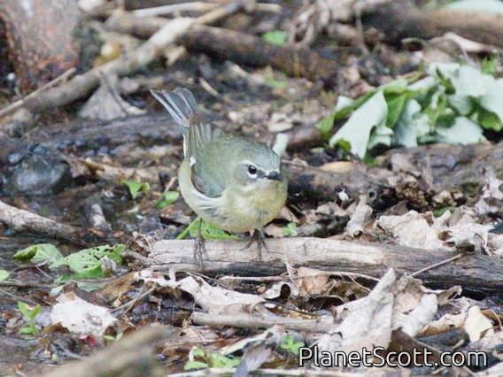 Black-throated Blue Warbler (Setophaga caerulescens)