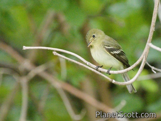 Yellow-bellied Flycatcher (Empidonax flaviventris)