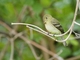 Yellow-bellied Flycatcher (Empidonax flaviventris)