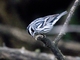 Black-and-white Warbler (Mniotilta varia)