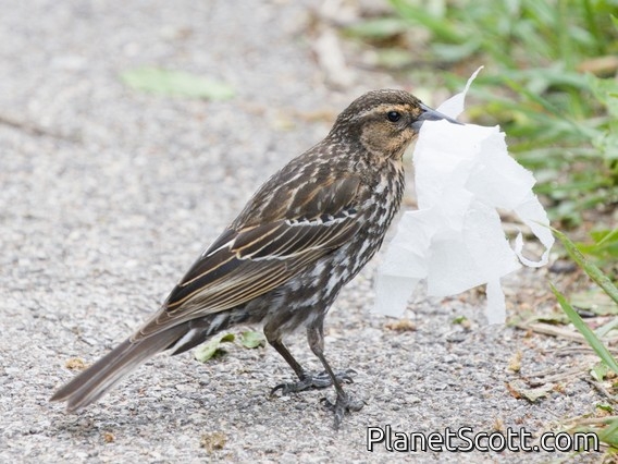 Red-winged Blackbird (Agelaius phoeniceus) - Female